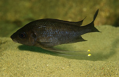 Ophthalmotilapia nasuta 'Mikongolo Island'